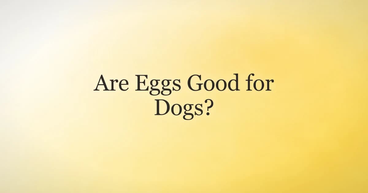 A happy dog waiting by a bowl with a cooked egg, illustrating whether eggs are good for dogs