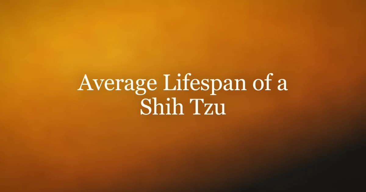 Average Lifespan of a Shih Tzu: What to Expect
