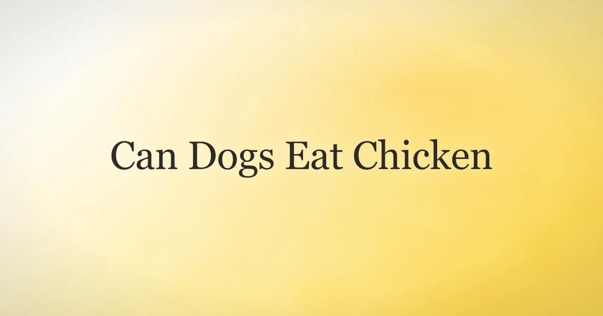 A dog looking up at a plate of plain cooked chicken on a kitchen counter