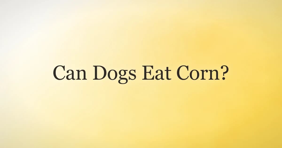 Dog looking at fresh corn on the cob on a kitchen counter