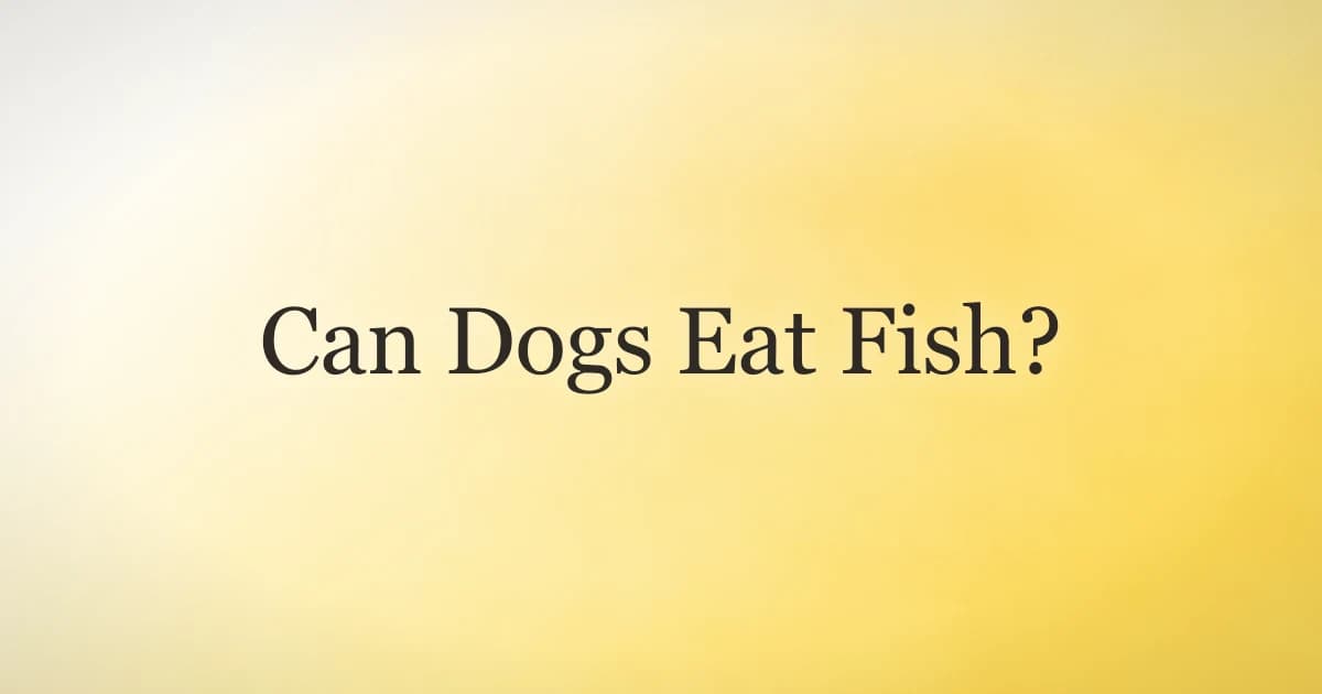 A dog looking up at a plate of cooked salmon on a kitchen counter