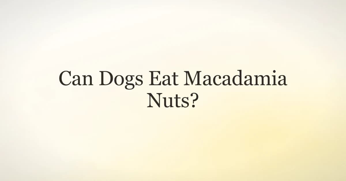 Macadamia nuts in a bowl next to an alert dog