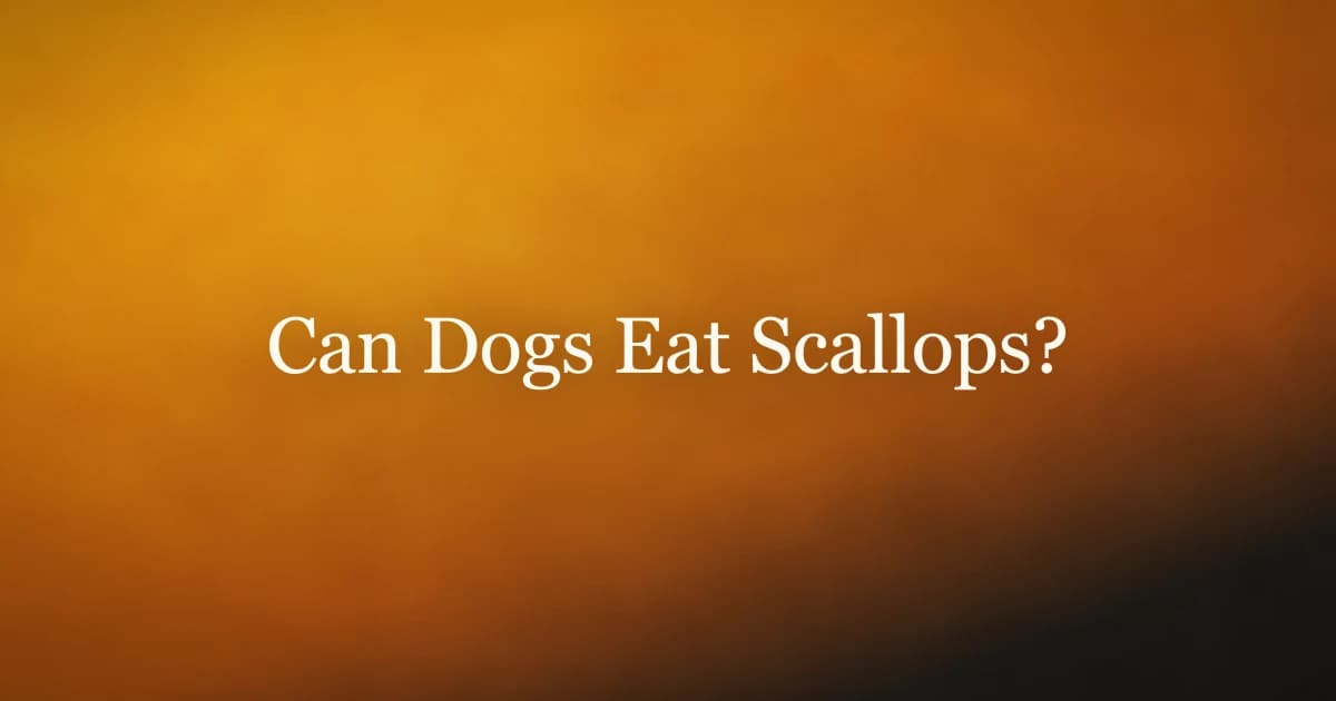 Cooked scallops on a plate with a dog watching nearby
