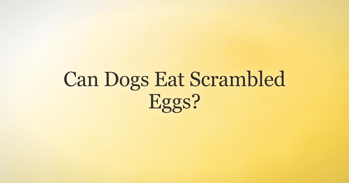 Can Dogs Eat Scrambled Eggs? A Safe Feeding Guide