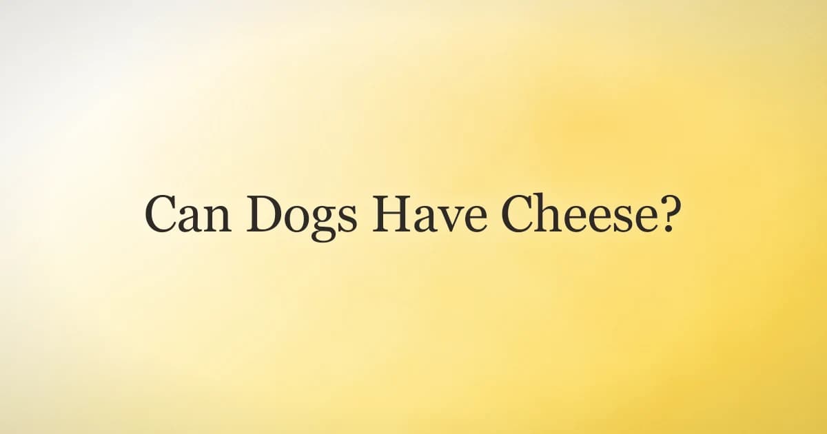 Golden retriever waiting for a small cube of cheese as a training treat