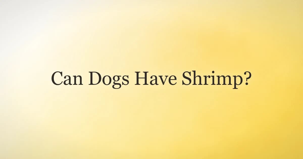 Golden retriever sitting beside a plate of plain cooked shrimp