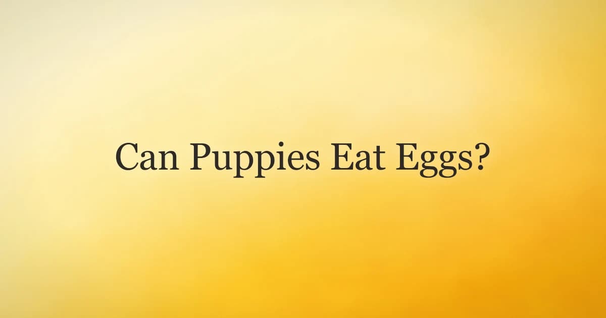 Can Puppies Eat Eggs? A Safe Guide for New Owners