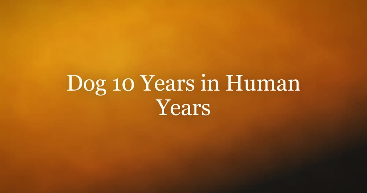 Dog 10 Years: What That Is in Human Years