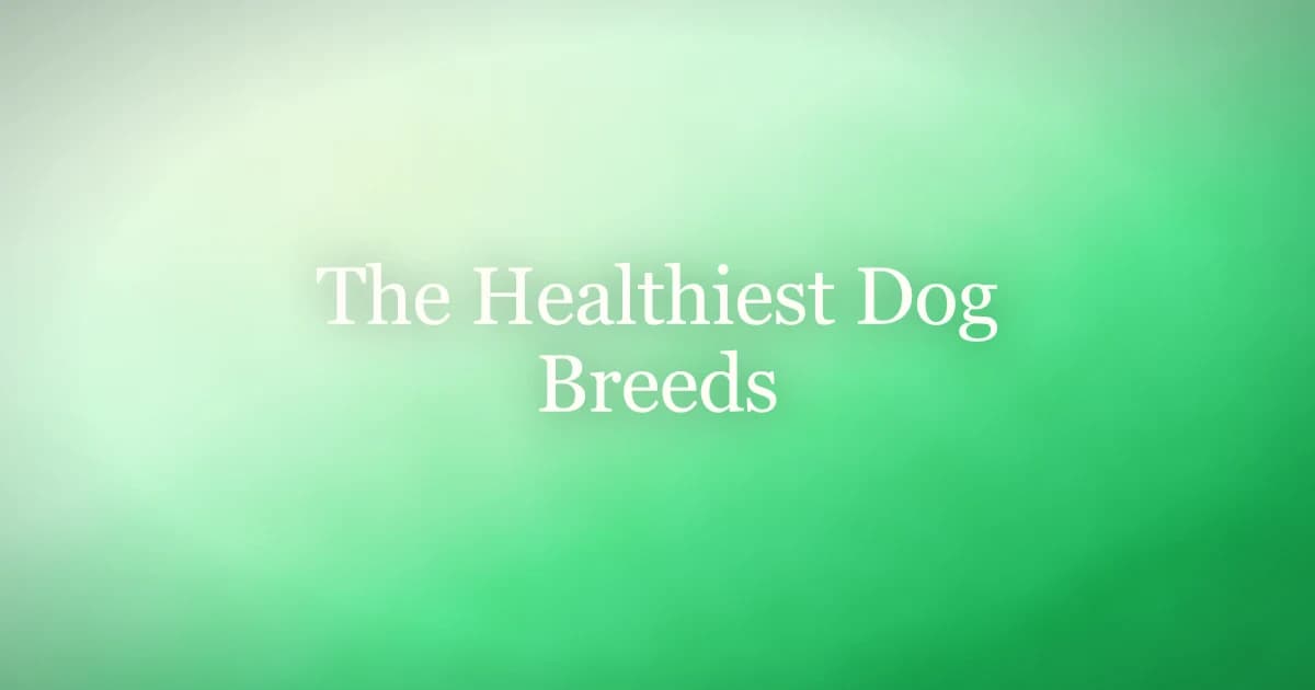 A healthy, active dog running happily through a green field in the sunshine