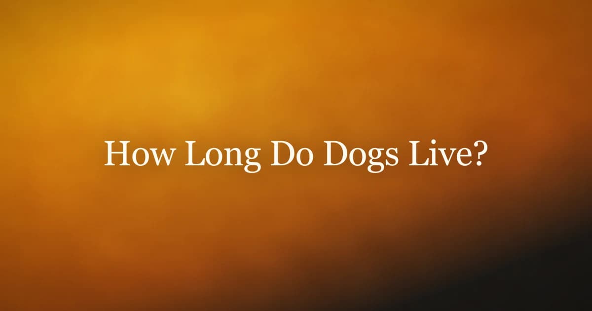 How Long Do Dogs Live? Lifespan by Size