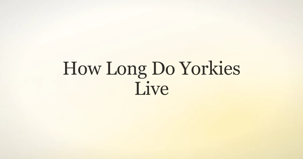 How Long Do Yorkies Live? Lifespan & Care