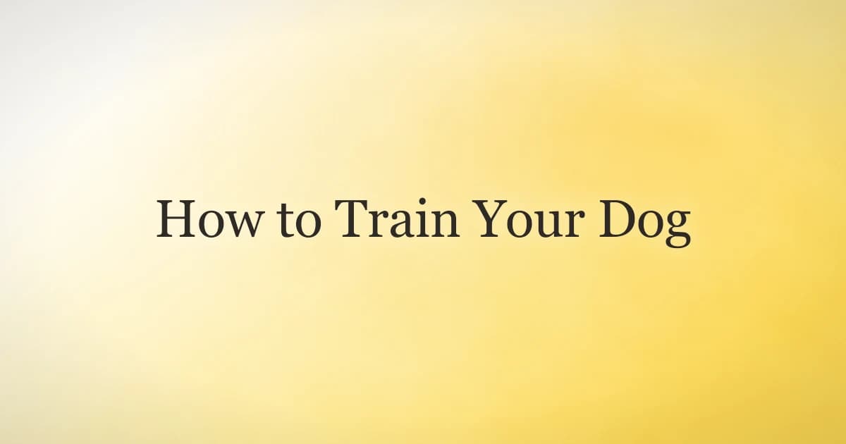 How to Train Your Dog: A Complete Beginner Guide