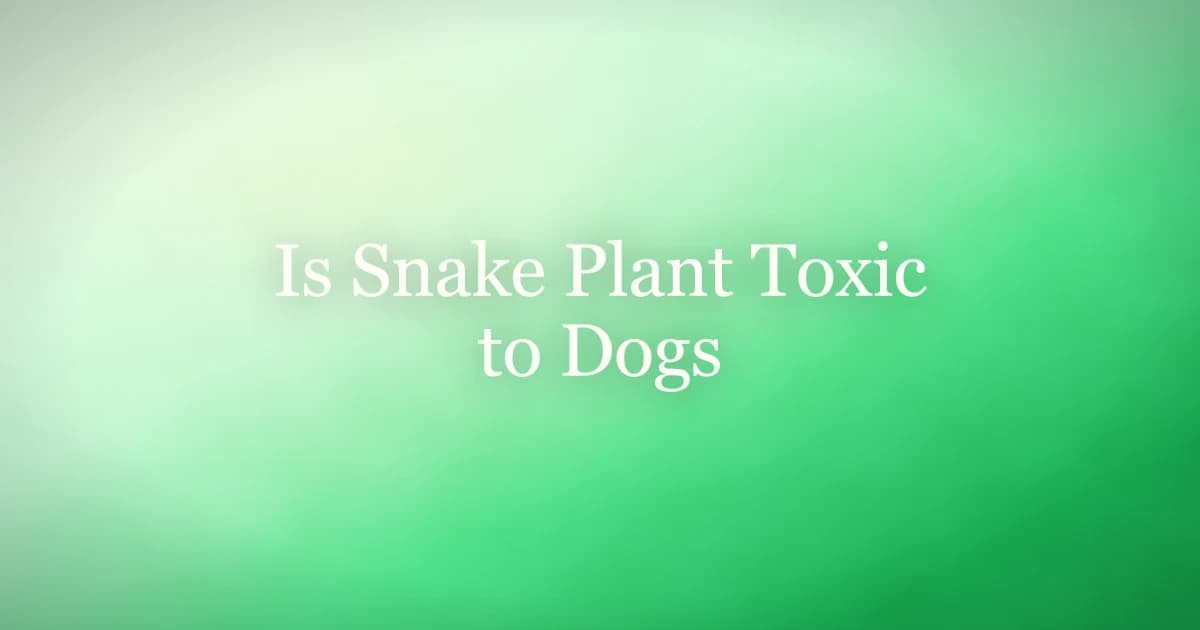 A snake plant in a pot with a curious dog nearby in a living room