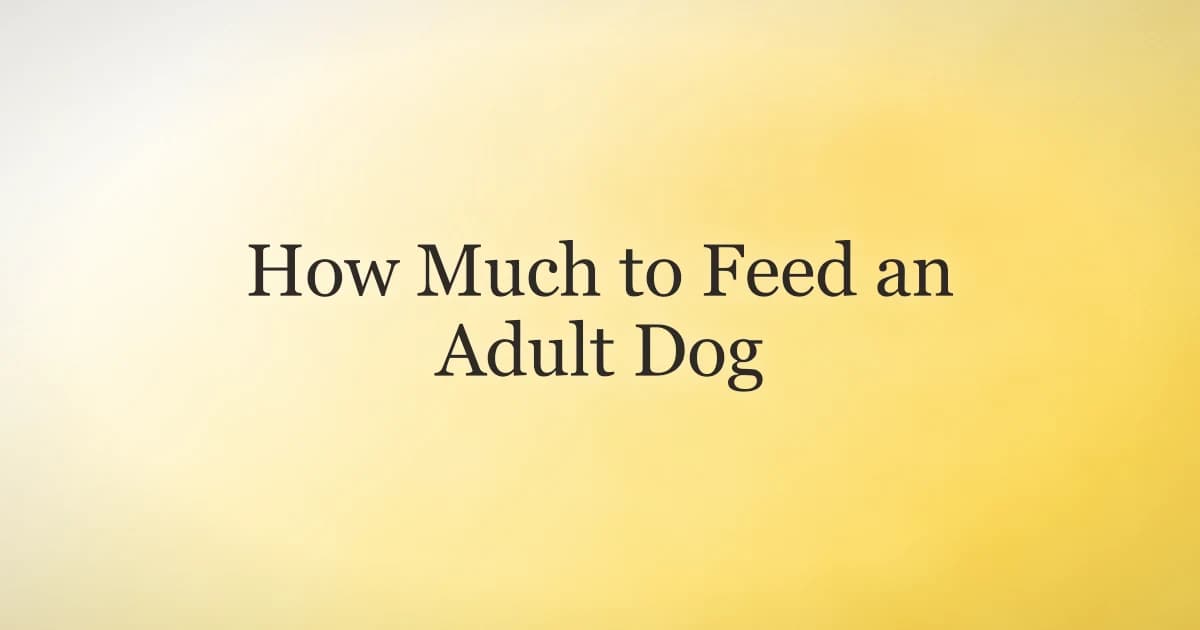 A measuring cup of dry dog food beside a bowl, illustrating how much to feed an adult dog each day