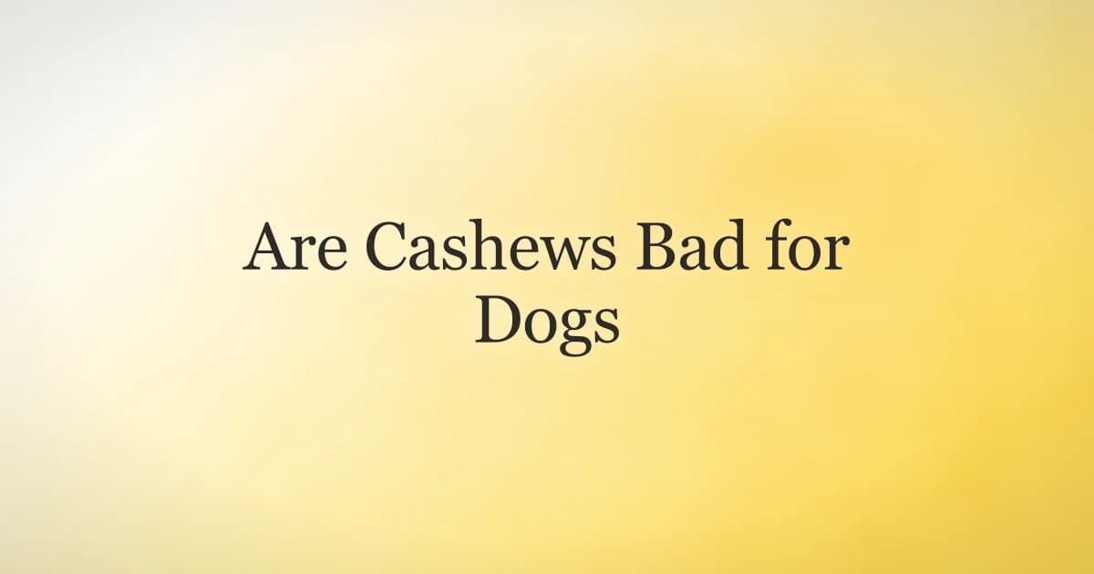 A small bowl of plain cashews on a counter with a dog looking up