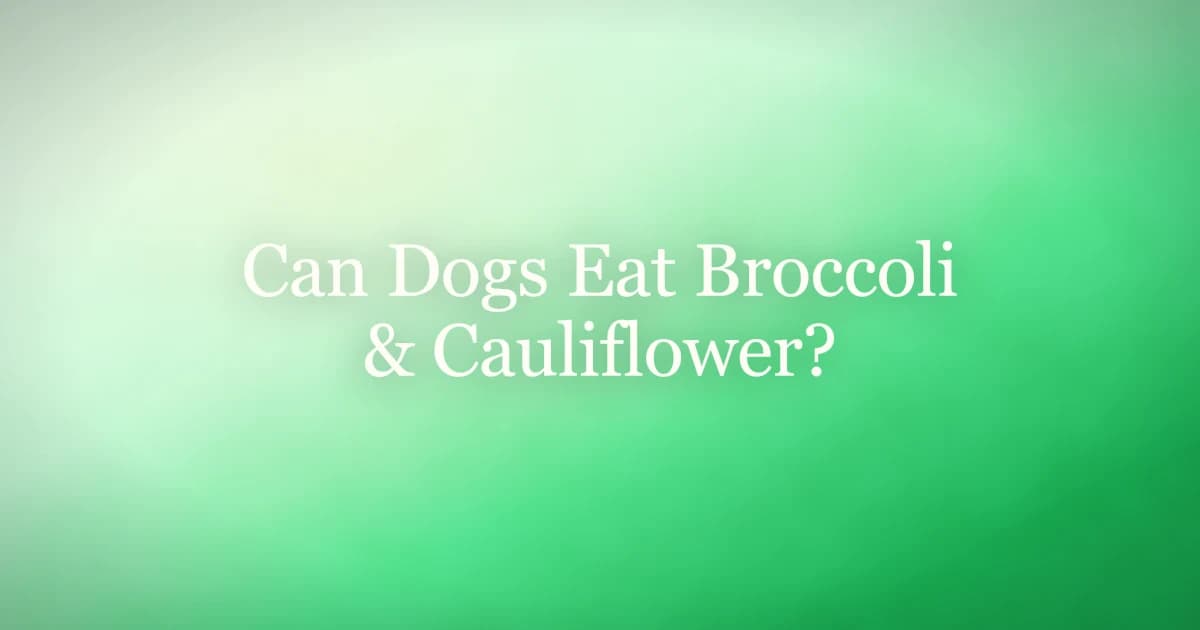 Small florets of steamed broccoli and cauliflower in a dog bowl on a kitchen counter