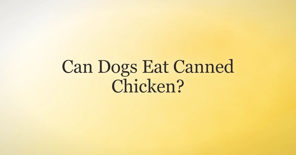 A can of plain chicken drained in a strainer next to a dog bowl, showing how to rinse canned chicken for dogs