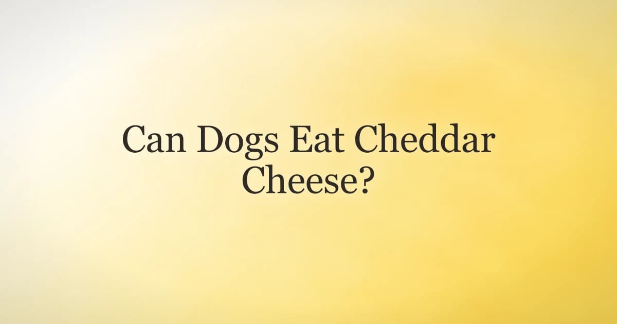 A block and shredded pieces of cheddar cheese beside a dog food bowl, illustrating safe cheddar portions for dogs