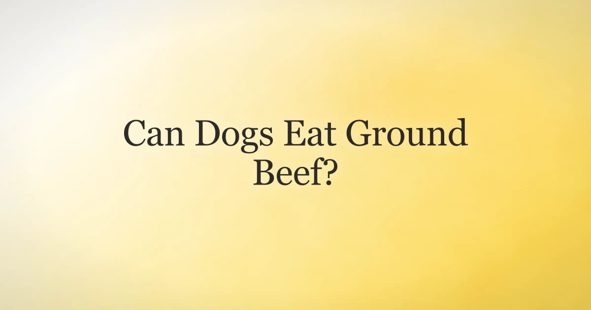 A dog watching plain cooked ground beef being drained in a pan on the stove