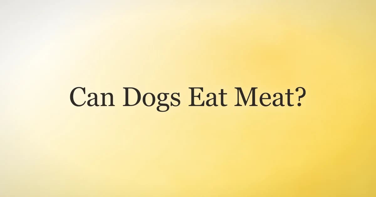 Dog looking up at a plate of plain cooked chicken and beef pieces