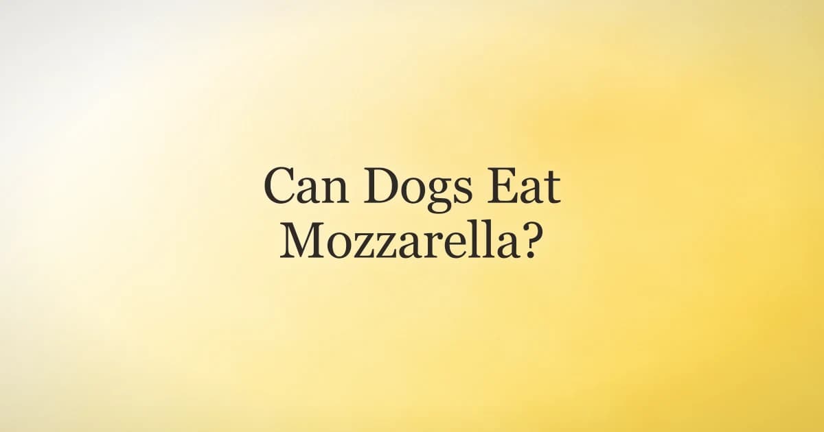 A happy dog looking up at a small piece of mozzarella cheese held as a treat