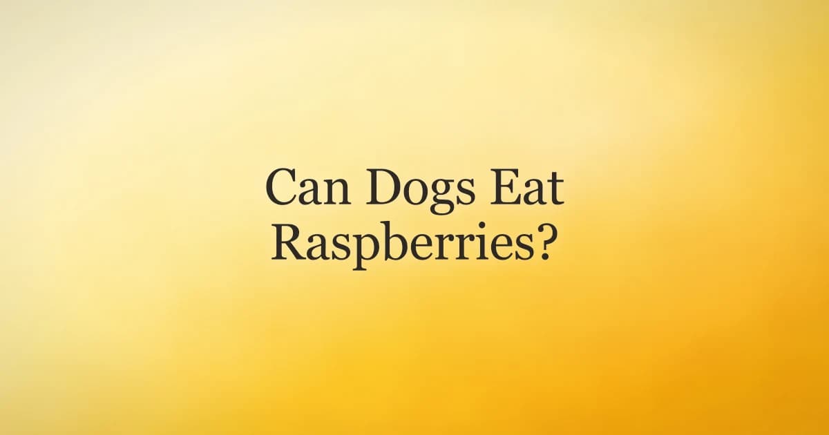 Fresh raspberries in a bowl with a dog waiting nearby
