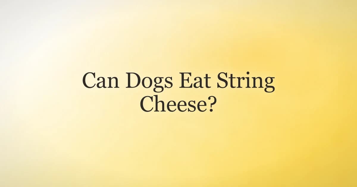 A stick of string cheese being offered to an attentive dog