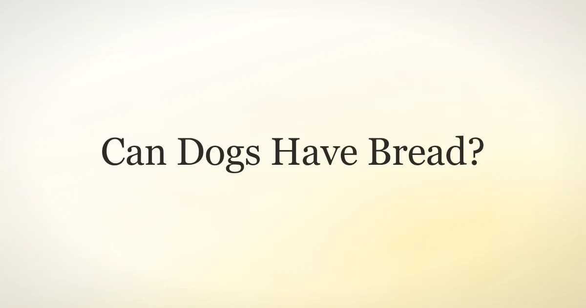A dog sitting at a kitchen table looking at a slice of plain bread