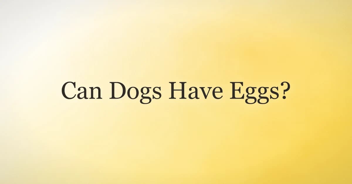 A cooked egg in a dog bowl beside an attentive dog waiting for a treat