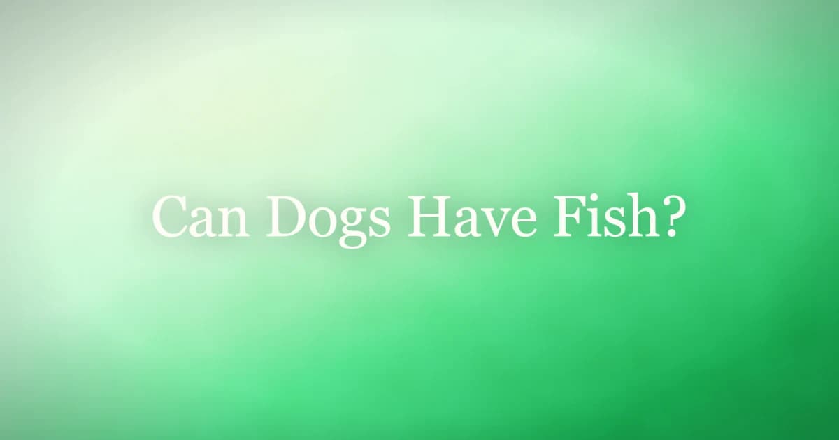 A dog looking at a plate of cooked plain salmon fillet