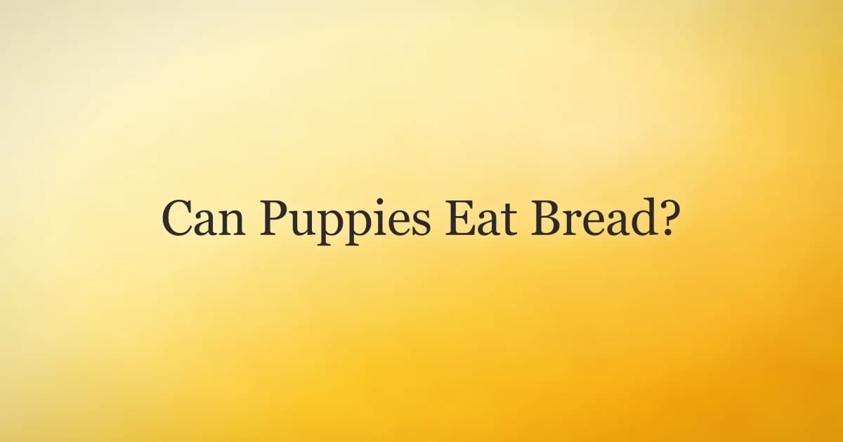 A curious puppy looking at a slice of plain bread on a kitchen counter