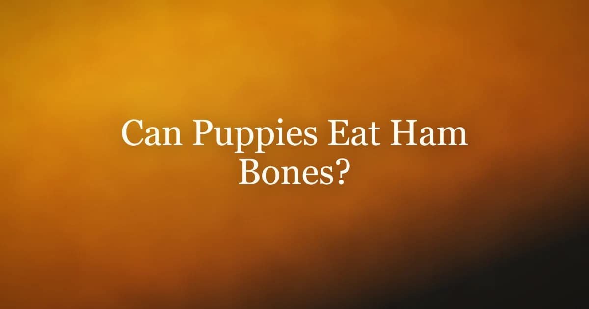 A puppy looking up at a leftover ham bone on a plate