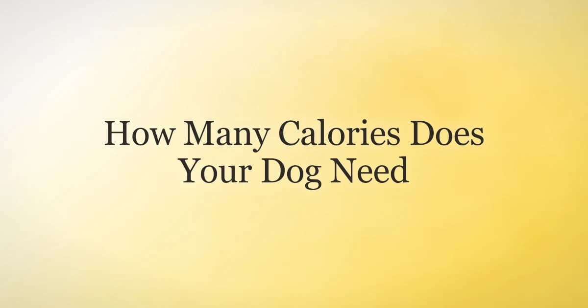 A healthy adult dog beside a bowl of measured food, illustrating how to calculate daily calorie needs