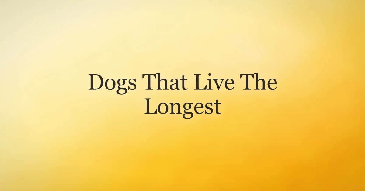 A gray-muzzled small senior dog resting on a sunny porch, representing dog breeds that live the longest