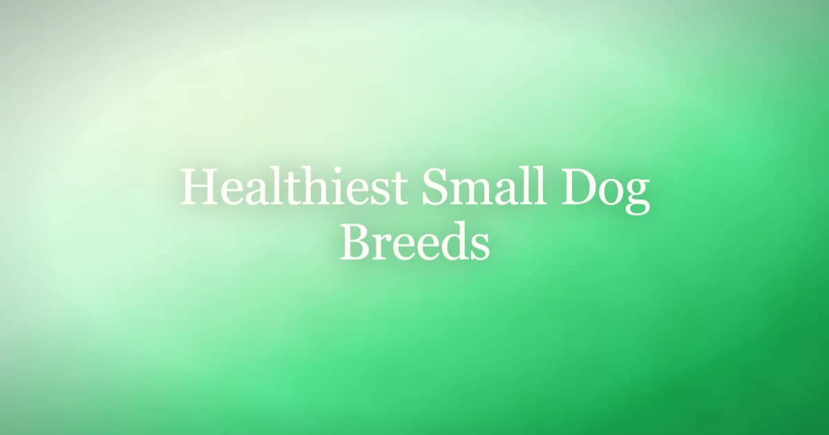 Small healthy dogs including a Chihuahua, Papillon, and Havanese sitting together on grass