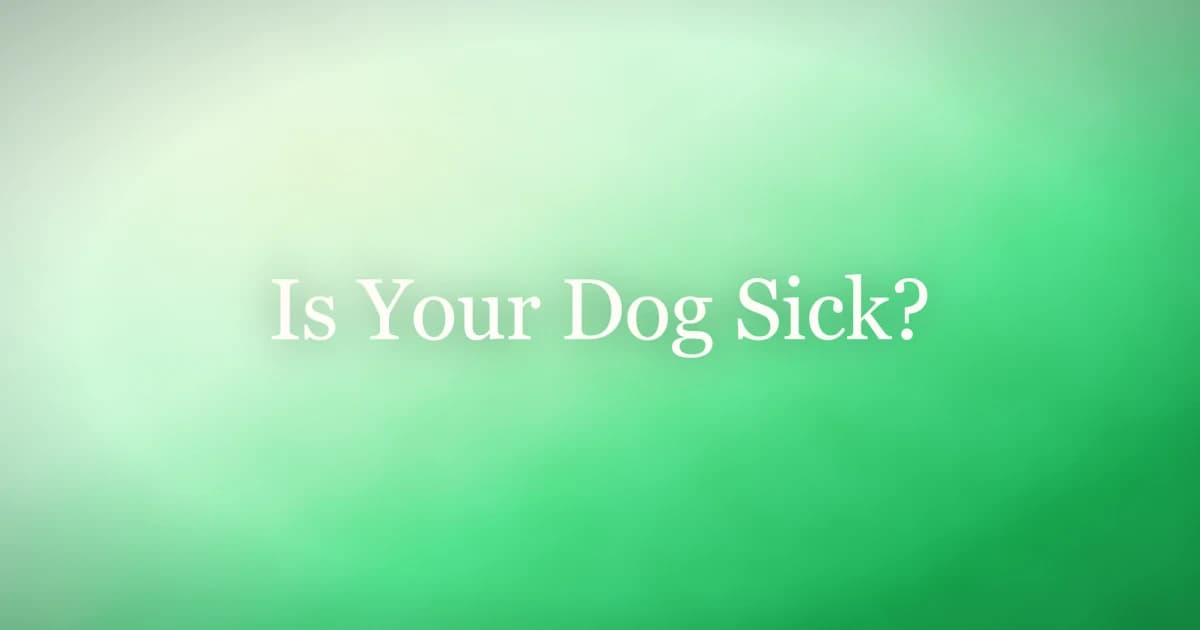 How to tell if your dog is sick — early signs, home checks and when to call the vet