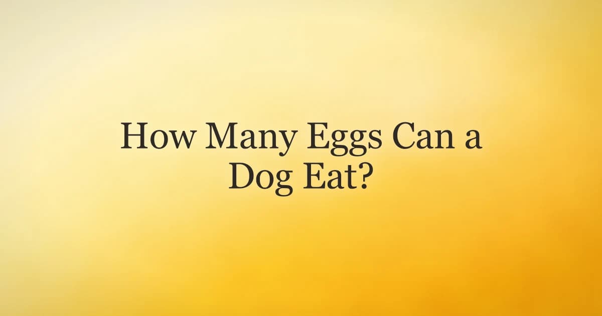 A happy medium-sized dog sitting beside a plate with a cooked egg in a bright kitchen