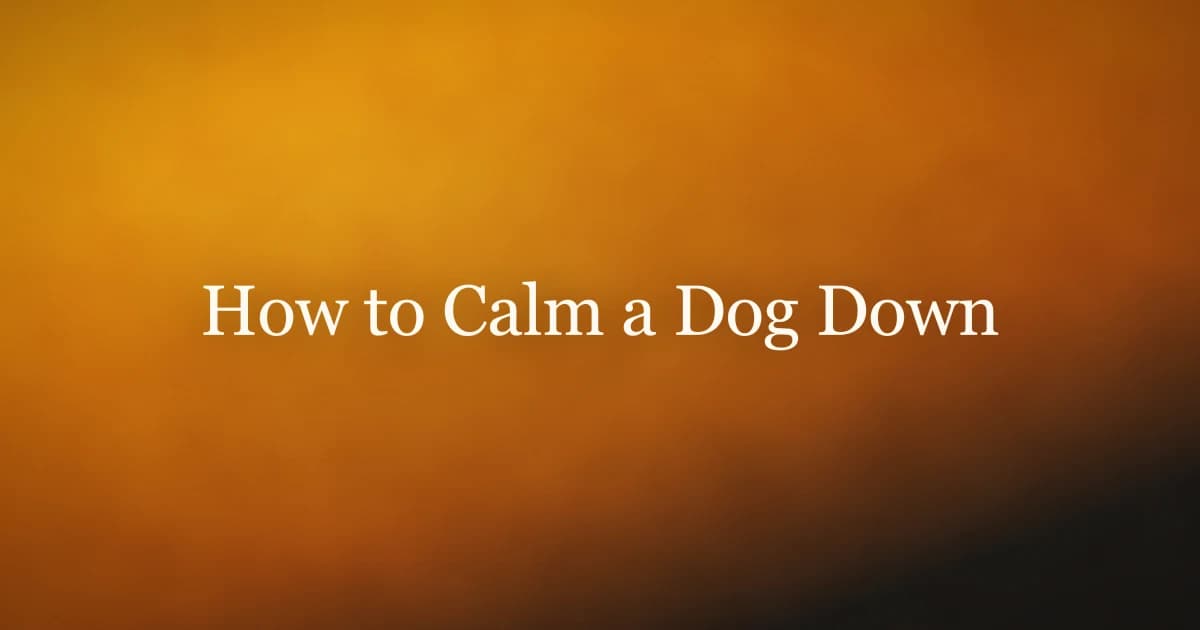 An owner gently stroking a relaxed dog lying on a cozy bed in a calm room