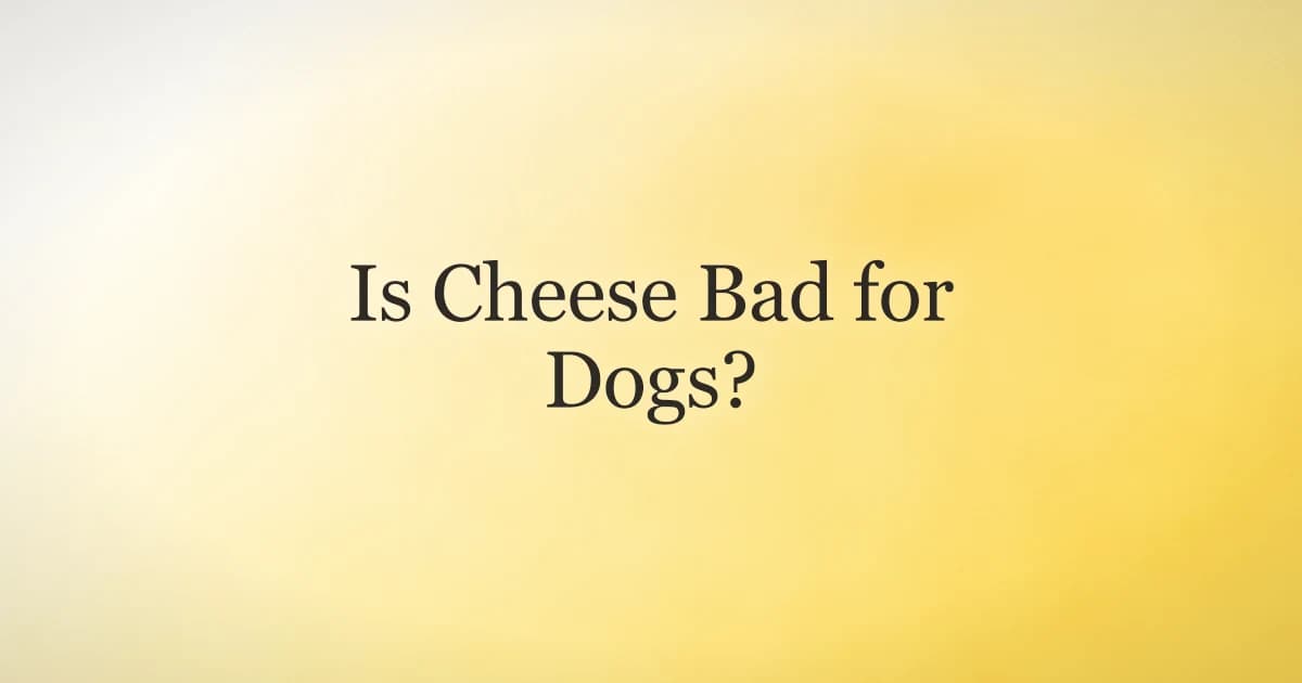 Cubes of cheese on a board with a dog looking up nearby