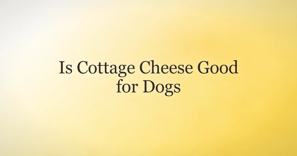 A bowl of plain cottage cheese on a kitchen counter with a dog waiting nearby