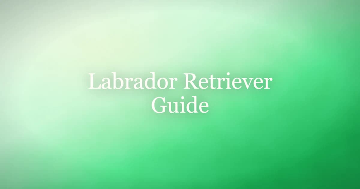 Labrador Retriever breed guide covering size, temperament, health, and care